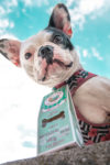 Homemade dog treats by Cooka's Cookies