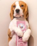 Leia is not sharing her favourite Liver treats